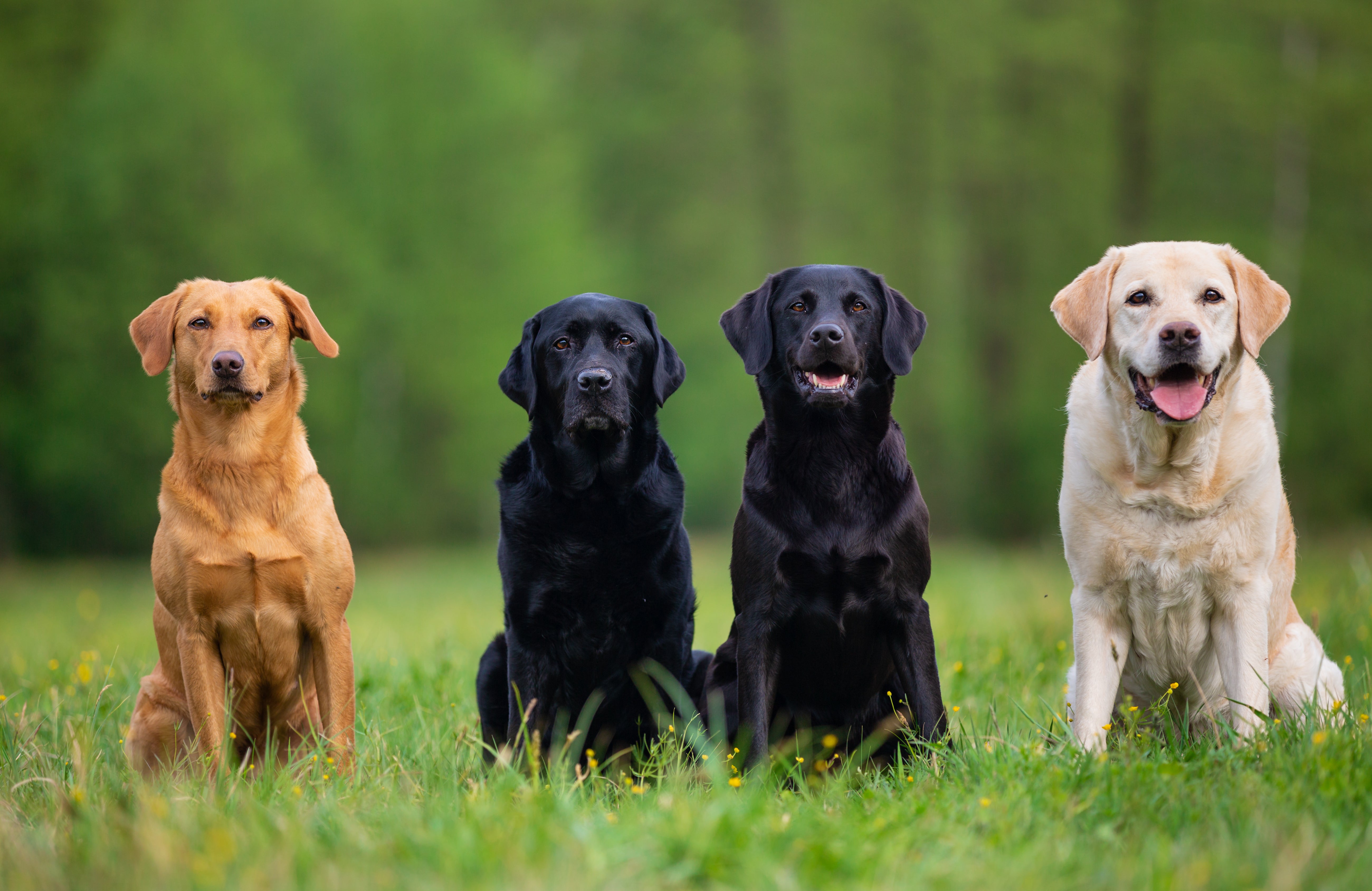 Low Country Pet Maker of Darn Good Pet Treats